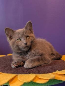Domestic Short Hair Cats Available for Adoption in Lancaster, Pennsylvania - Rapids | PetCurious