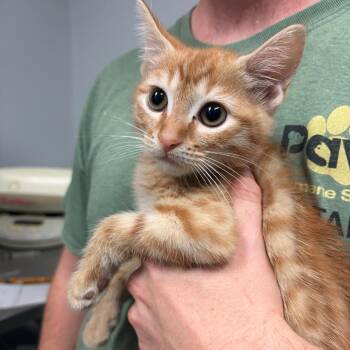 Gatorade 9349 -  Domestic Short Hair Cat for Adoption in Columbus, Georgia - Gatorade 9349 | PetCurious