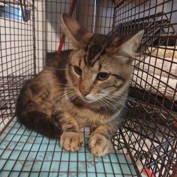 Aristocat -  Domestic Short Hair Cat for Adoption in Stephenville, Texas - Aristocat | PetCurious