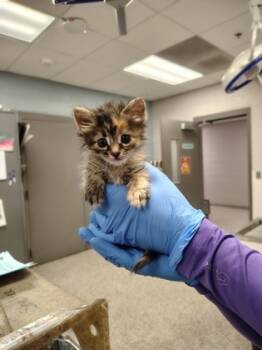Rescue Domestic Medium Hair and Domestic Short Hair Cats for Adoption in Gastonia, North Carolina - 59751103 | PetCurious