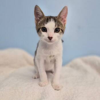 Kuna -  Domestic Short Hair Cat for Adoption in Wahiawa, Hawaii - Kuna | PetCurious