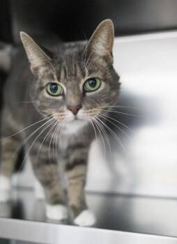 Katie -  Domestic Short Hair Cat for Adoption in Kingsland, Georgia - Katie | PetCurious
