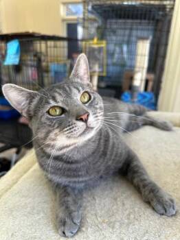 Domestic Short Hair Cats Available for Adoption - Bender | PetCurious
