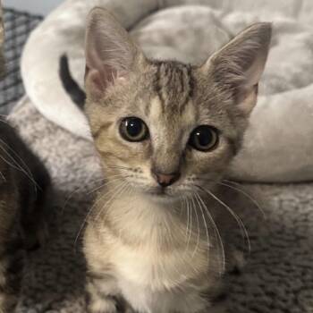 Sandy -  Domestic Short Hair Cat for Adoption in Orlando, Florida - Sandy | PetCurious