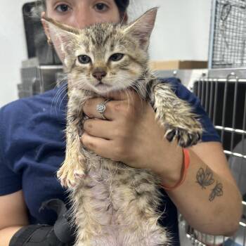 AHNJ-Stray-121031 -  Domestic Short Hair Cat for Adoption in Newark, New Jersey - AHNJ-Stray-121031 | PetCurious