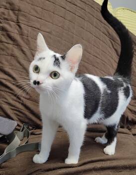 MICHELLE -  Domestic Short Hair Cat Available for Adoption in Sandusky, Ohio - MICHELLE | PetCurious