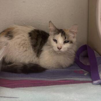 Chestnut -  Domestic Short Hair Cat for Adoption in Yuma, Arizona - Chestnut | PetCurious