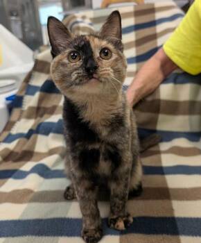 Tortellini -  Domestic Short Hair Cat for Adoption in Rowlett, Texas - Tortellini | PetCurious