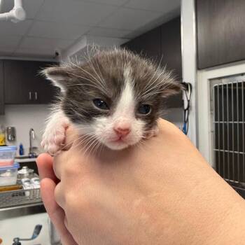 Domestic Short Hair Cats Available for Adoption in St. Louis, Missouri - Sunstone | PetCurious