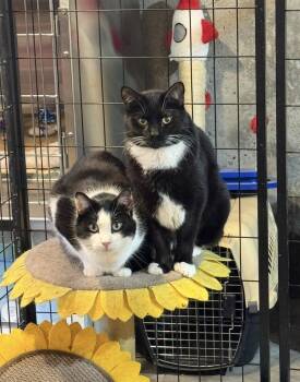Jack Sparrow (BONDED PAIR) -  Domestic Short Hair Cat for Adoption in Bolton, Connecticut - Jack Sparrow (BONDED PAIR) | PetCurious
