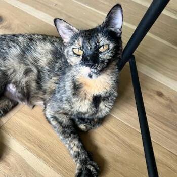 Rafa -  Domestic Short Hair Cat for Adoption in Bentonville, Arkansas - Rafa | PetCurious