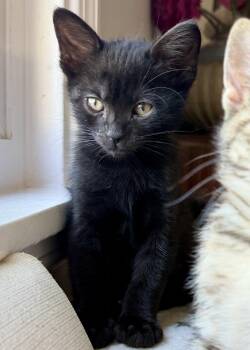 Macon (bonded w/ Augusta) -  Domestic Short Hair Cat for Adoption in Oakland, California - Macon (bonded W/ Augusta) | PetCurious