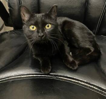 Domestic Short Hair Cats Available for Adoption in Charlotte, North Carolina - MARLOW | PetCurious