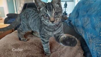 Rescue Domestic Short Hair Cats for Adoption in West Chester, Pennsylvania - Cedar | PetCurious