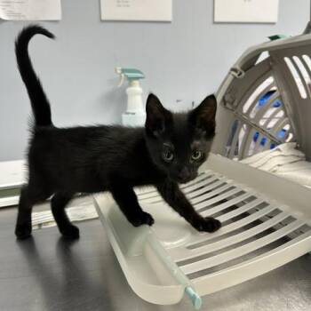 Zepplin -  Domestic Short Hair Cat for Adoption in Indianapolis, Indiana - Zepplin | PetCurious