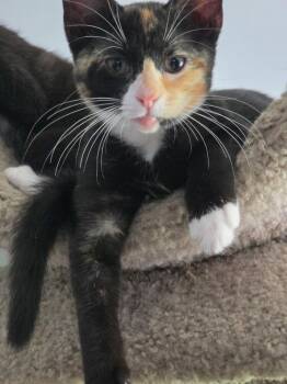 Pixie -  Domestic Short Hair Cat for Adoption in Hudson, New Hampshire - Pixie | PetCurious