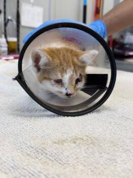 Bloodshot -  Domestic Short Hair Cat for Adoption in Lafayette, Indiana - Bloodshot | PetCurious