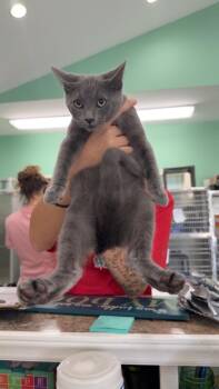 Domestic Short Hair Cats Available for Adoption in Danielsville, Georgia - Loki | PetCurious
