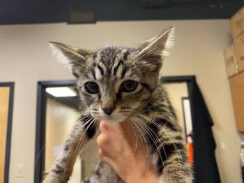 A612175 -  Domestic Short Hair Cat for Adoption in Modesto, California - A612175 | PetCurious