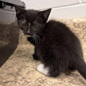 Calypso -  Domestic Short Hair Cat for Adoption in Marshall, Virginia - Calypso | PetCurious