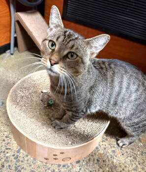 Rescue Domestic Short Hair Cats for Adoption - Figgy | PetCurious