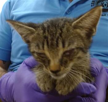 MOCHI -  Domestic Short Hair Cat for Adoption in Doral, Florida - MOCHI | PetCurious