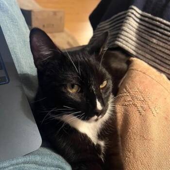 Rescue Domestic Short Hair Cats for Adoption in Los Angeles, California - Barry Crumble | PetCurious