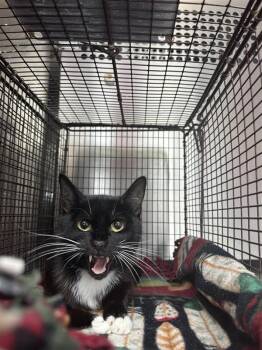 Timothy Tomathy -  Domestic Short Hair Cat for Adoption in Austin, Texas - Timothy Tomathy | PetCurious