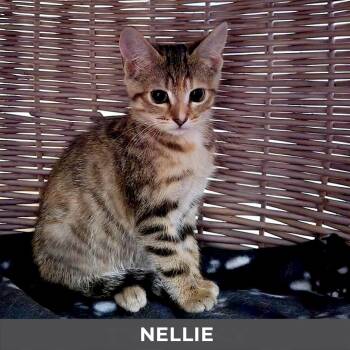 Nellie -  Domestic Short Hair Cat for Adoption in Toronto, Ontario - Nellie | PetCurious