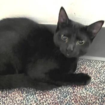 Ciaran -  Domestic Short Hair Cat for Adoption in Buffalo, New York - Ciaran | PetCurious