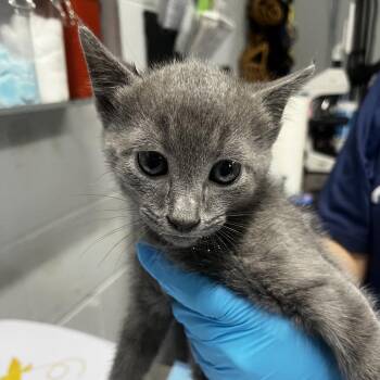 Cobra -  Domestic Short Hair Cat for Adoption in Summerville, South Carolina - Cobra | PetCurious