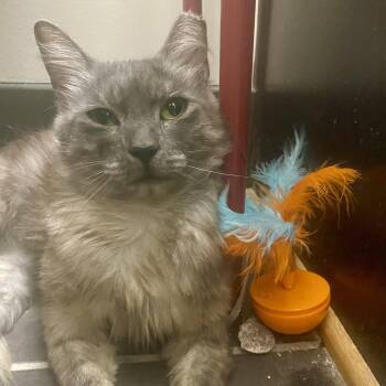 Geraldine -  Domestic Medium Hair Cat for Adoption in Richmond, Virginia - Geraldine | PetCurious
