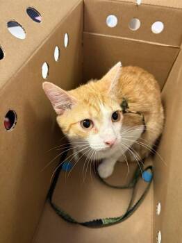 ODI -  Domestic Short Hair Cat for Adoption in Jacksonville, Florida - ODI | PetCurious
