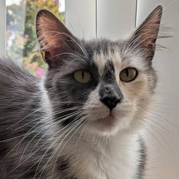 Merengue -  Domestic Medium Hair Cat for Adoption in Pacific Grove, California - Merengue | PetCurious