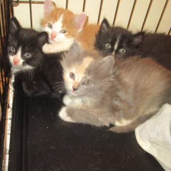 Domestic Short Hair Cats Available for Adoption in Rochester, Minnesota - Fabes | PetCurious