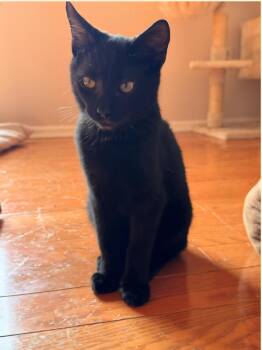 Prince -  Domestic Short Hair Cat for Adoption in Clayton, New Jersey - Prince | PetCurious