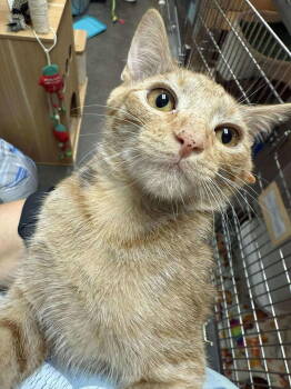 Rescue Tabby Cats for Adoption in Capshaw, Alabama - QUESADILLA | PetCurious