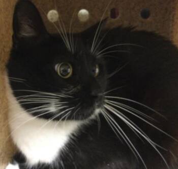 Rescue Domestic Short Hair Cats for Adoption in Riverside, California - PIXEL | PetCurious