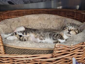 Rescue Domestic Short Hair Cats for Adoption in Spring Brook, New York - Elvis And Lisa Marie | PetCurious