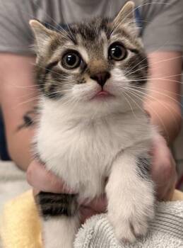 Domestic Short Hair Cats Available for Adoption in Fishers, Indiana - Munster | PetCurious