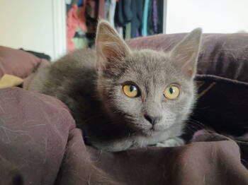 Rescue Domestic Short Hair Cats for Adoption in Laramie, Wyoming - Echo | PetCurious