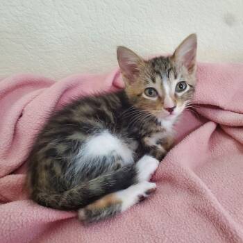 Rescue Domestic Medium Hair Cats for Adoption in Austin, Texas - Mui Mui | PetCurious