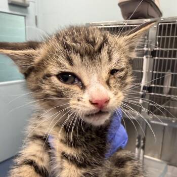 Domestic Short Hair Cats Available for Adoption in Greensboro, North Carolina - Sable (blue) | PetCurious