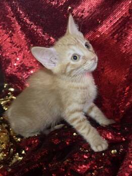 MG -  Domestic Short Hair Cat for Adoption in Conway, South Carolina - MG | PetCurious