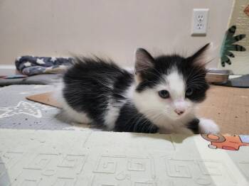Yankee Doodle (bonded to Rocket) -  Domestic Short Hair Cat for Adoption in Wheaton, Illinois - Yankee Doodle (bonded To Rocket) | PetCurious