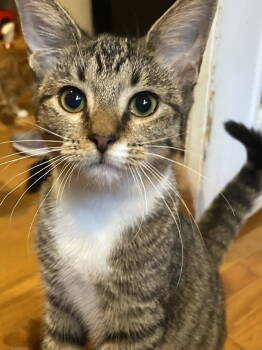 Rescue Domestic Short Hair Cats for Adoption in Alexandria, Virginia - Kira - KITTEN In Foster | PetCurious