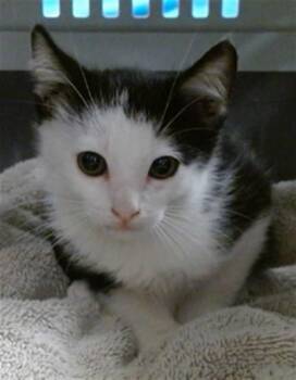 A477934 -  Domestic Short Hair Cat for Adoption in Oklahoma City, Oklahoma - A477934 | PetCurious