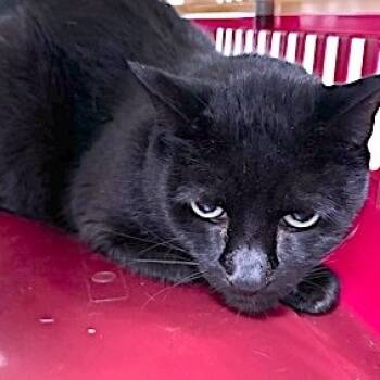 Rescue Domestic Short Hair Cats for Adoption in Oyster Bay, New York - Bella | PetCurious