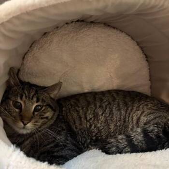 Domestic Short Hair Cats Available for Adoption - Jam | PetCurious