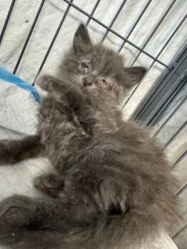Jojo -  Domestic Short Hair Cat for Adoption in Johnson City, Tennessee - Jojo | PetCurious